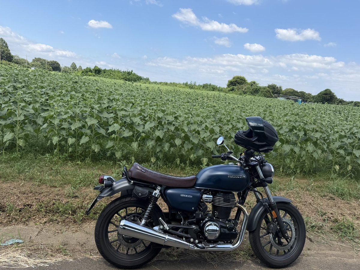 some_toshi's tweet photo. あっちゃー神奈川県の座間市に、
ひまわり畑見に行ったのにひまわりまだ咲いてなかった！！
あっちゃー🌻

#GB350 https://t.co/sTzSZigoHQ