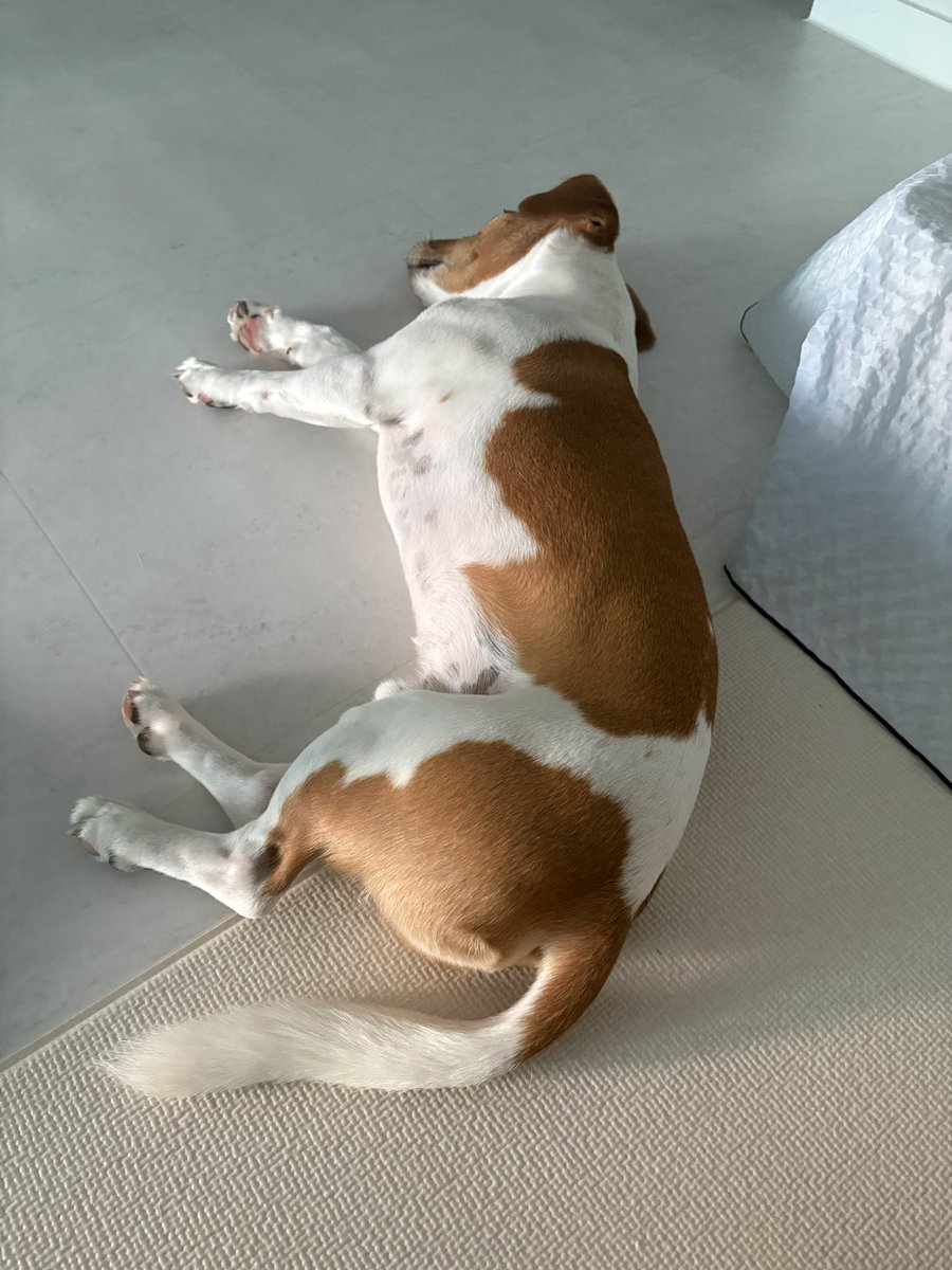 mungang_'s tweet photo. 놀고 와서 기절 https://t.co/1BqDmWX3Qg