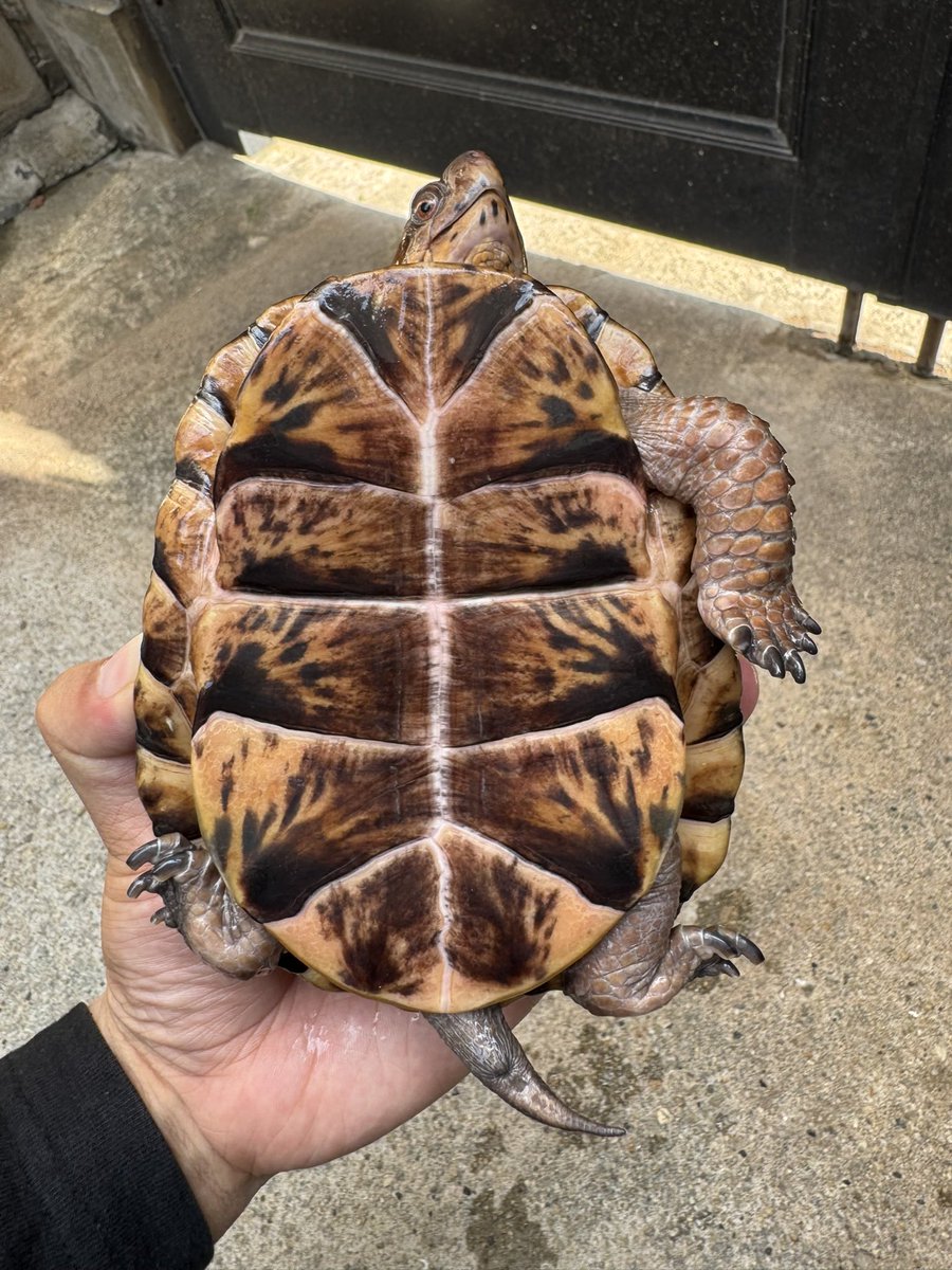 B28872130's tweet photo. トウブハコガメ⑤
2023年CB♂
甲羅の白化があります。 https://t.co/E705fF5nVR