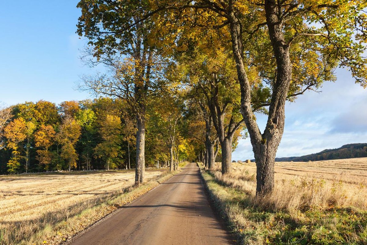 Aina_Jones8's tweet photo. Remember when life moved a little slower? A white garden gate, roses in full bloom, a shiny ’60s Mustang, and that perfect tree-lined road in fall… pure magic. These moments still warm the heart.
#Nostalgia #ClassicMustang #CountryRoads https://t.co/uepw2EHMXu