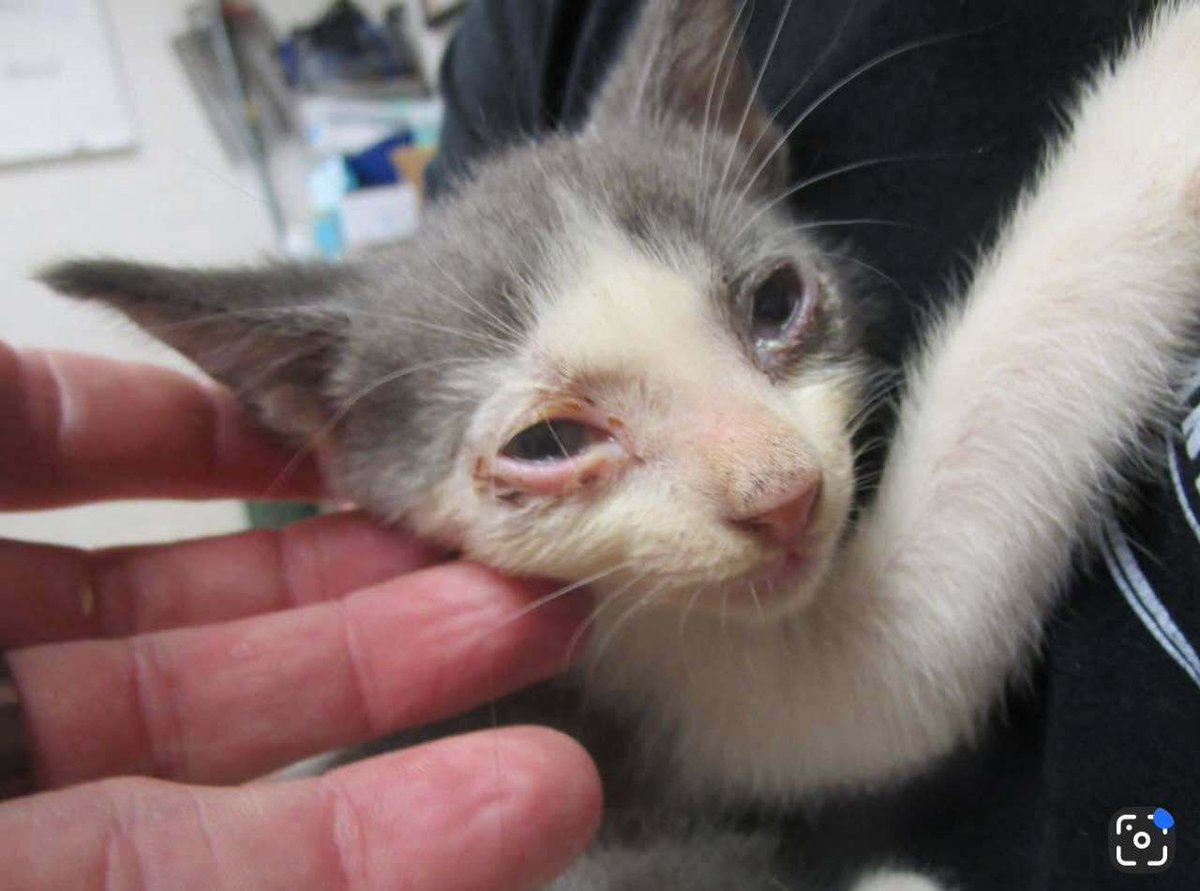 cobbkitties's tweet photo. ‼️ RESCUE AND PLEDGES NEEDED ‼️ SINGLE KITTEN WITH URI NEEDS OUT ‼️ 

Pledge goal for licensed rescue $150

DO NOT PLEDGE UNLESS YOU ARE ABLE TO HONOR YOUR PLEDGE ONCE THE KITTY IS RESCUED. TOO MANY PLEDGES ARE GOING UNPAID AND THIS PUTS UNNECESSARY STRA… https://t.co/orAFzi4uTo https://t.co/DGzosTjr6L