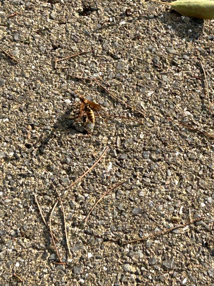 satoeri0111's tweet photo. 蜂に刺された🐝
交差点で待ってただけなのに… https://t.co/BS6zD9tl4c