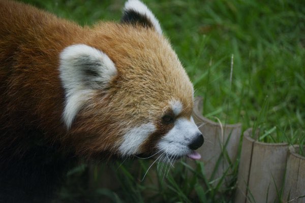 rodpanda21's tweet photo. レッドパンダ 🍎
上野動物園
ガラス

#lesserpanda #redpanda #レッドパンダ #小熊貓 #シセンレッサーパンダ #レッサーパンダ 
#動物園 #動物 #animal #zoo #動物写真好きな人と繫がりたい #動物好きな人と繫がりたい #動物が好き #レッサーパンダが好き #動物写真 #動物園写真 
#上野動物園 

⛄️ https://t.co/ldLLOXTa90