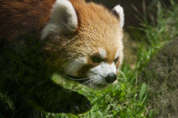 rodpanda21's tweet photo. レッドパンダ 🍎
上野動物園
ガラス

#lesserpanda #redpanda #レッドパンダ #小熊貓 #シセンレッサーパンダ #レッサーパンダ 
#動物園 #動物 #animal #zoo #動物写真好きな人と繫がりたい #動物好きな人と繫がりたい #動物が好き #レッサーパンダが好き #動物写真 #動物園写真 
#上野動物園 

⛄️ https://t.co/ldLLOXTa90