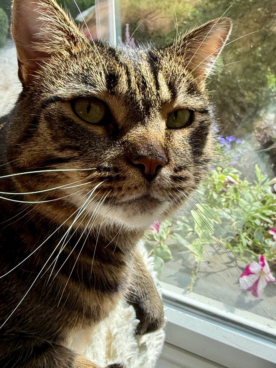 MissyBBBobtail's tweet photo. Mom:  What’s your superpower? 

Jinx:  I can look you straight in the face when you’re talking and not hear a single word you said. https://t.co/Y9A4ivGHJQ