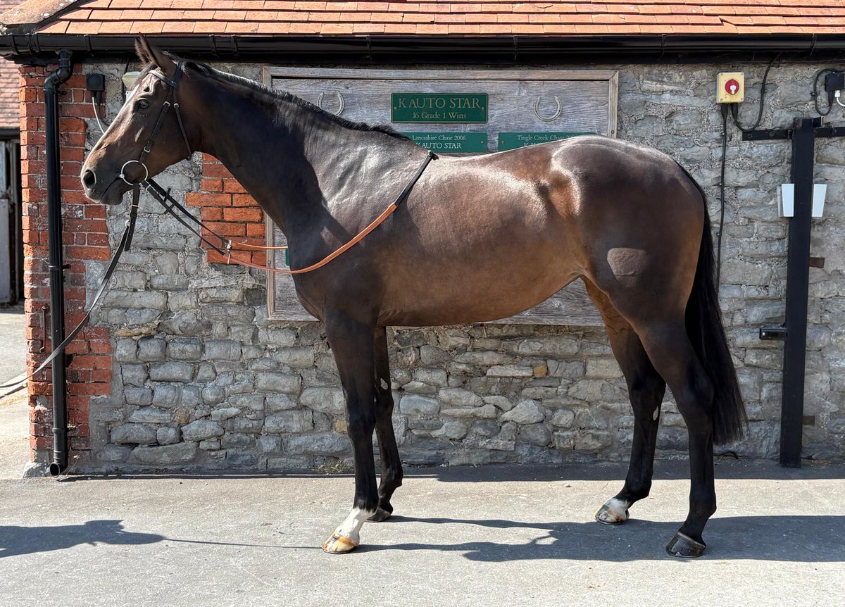 OldGoldRacing's tweet photo. Our final group National Hunt horses are coming in from their holidays and heading back into training!

Slay Girl has arrived back in Ditcheat looking at absolute picture, and there's still shares left in her ahead of what should be another exciting season with @PFNicholls!🙌

 https://t.co/ZeeTloJjgj