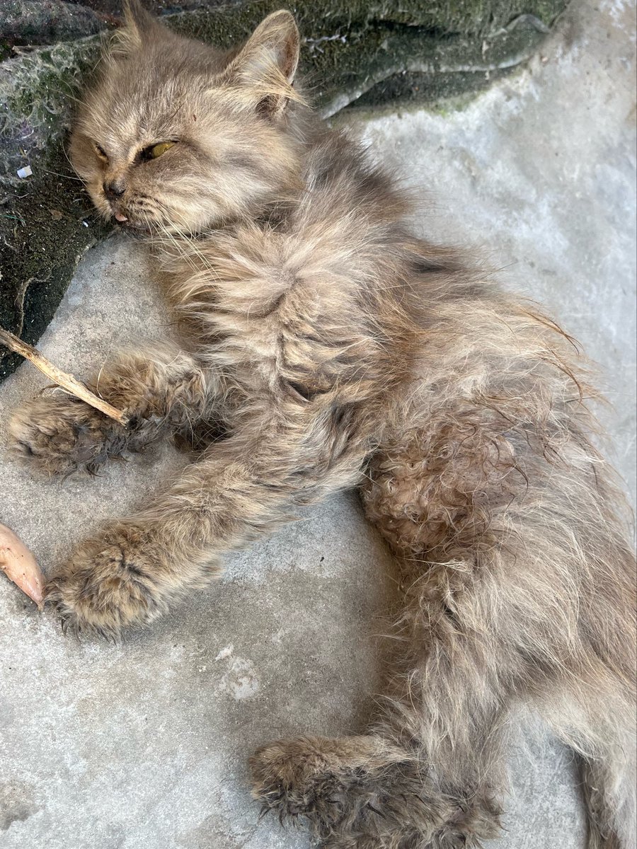 Sharif30Jamal's tweet photo. My beloved cat Lulu is dying. Please, kind people, we need an additional 36$ for her treatment, vitamins, and food. 🙏😭💔 https://t.co/sdmoNSrrsd… https://t.co/pwYYIEDqBB