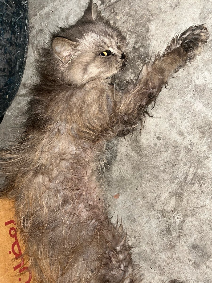 Sharif30Jamal's tweet photo. My beloved cat Lulu is dying. Please, kind people, we need an additional 36$ for her treatment, vitamins, and food. 🙏😭💔 https://t.co/sdmoNSrrsd… https://t.co/pwYYIEDqBB