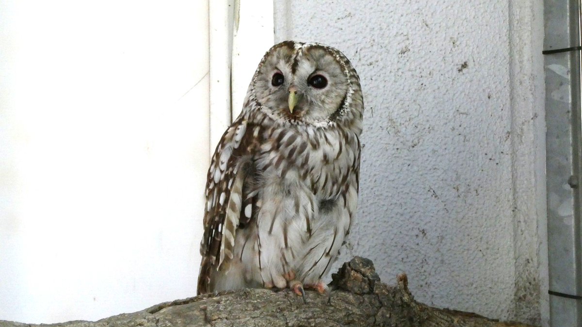kelp_animarium's tweet photo. 国際フクロウの日ということで、足立区生物園の守り神フッキーさんを。
📷2026.07.25
#ホンドフクロウ #フクロウ #フッキー #足立区生物園 #国際フクロウの日 https://t.co/bxryLb08RB