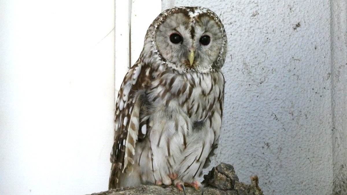 kelp_animarium's tweet photo. 国際フクロウの日ということで、足立区生物園の守り神フッキーさんを。
📷2026.07.25
#ホンドフクロウ #フクロウ #フッキー #足立区生物園 #国際フクロウの日 https://t.co/bxryLb08RB