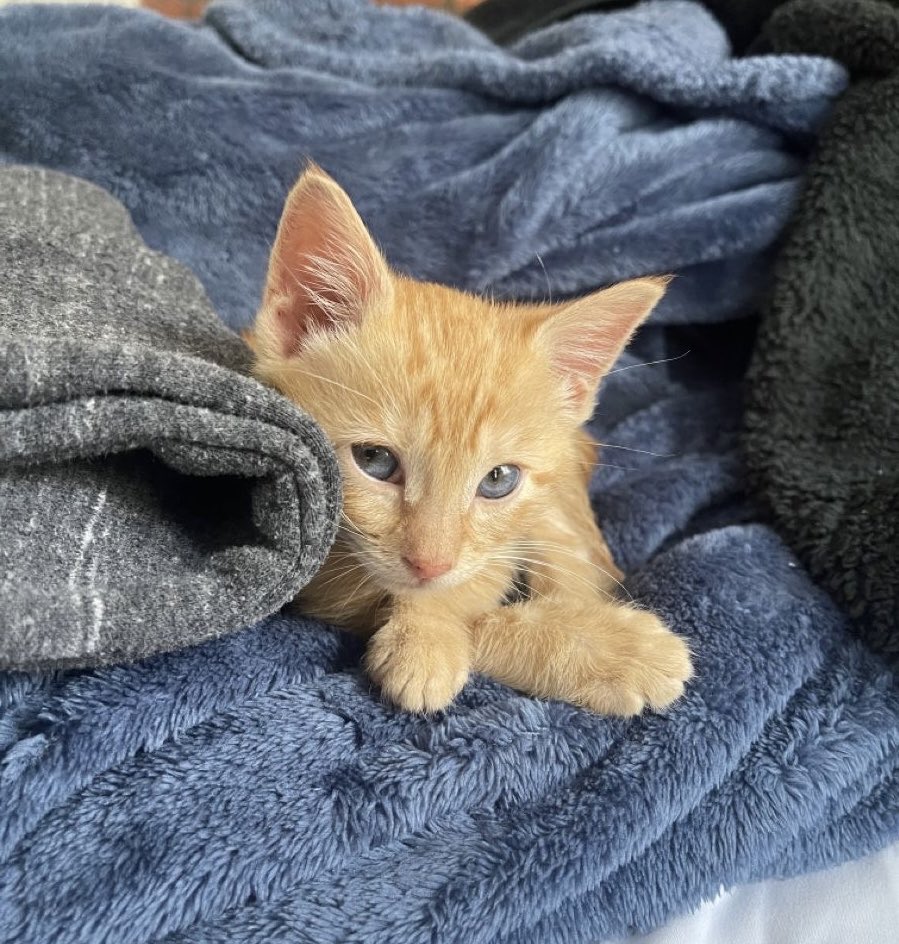 Taeminascats tweet picture