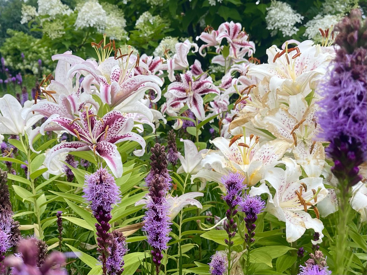 BlacksWeather's tweet photo. Blooms from my walk yesterday. Time to dry out for a couple of days. Look for sunny skies with a warm high near 28° today (norm is 26°). Wind WSW 10-20+. UV 8 or very high (don’t forget the sunscreen). Low 14° w/fog patches. Similar Wed.  A touch more humid but quite tolerable. https://t.co/EJMlO6NRcP