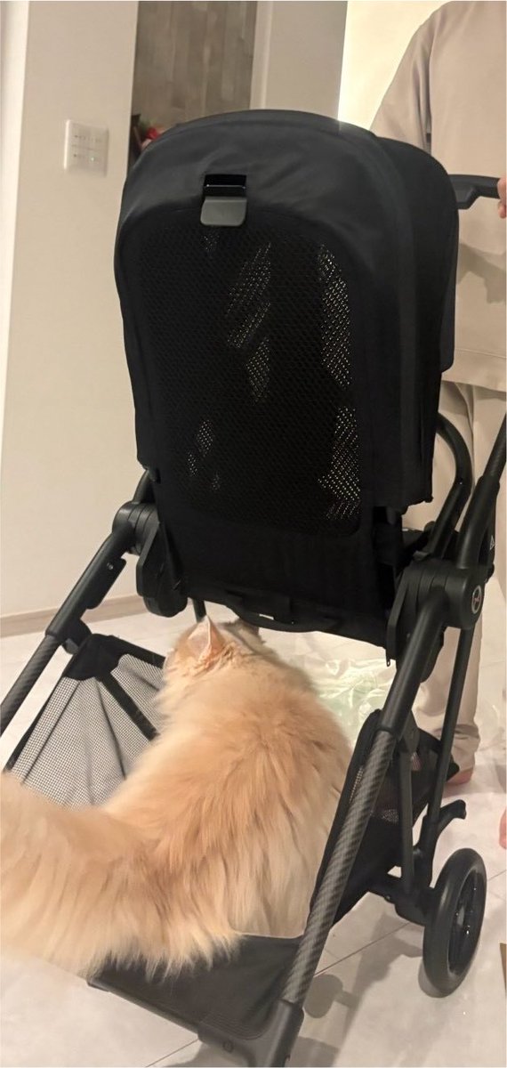 coooooiy's tweet photo. 昨日ベビーカー届いたから開封してたらにゃんこが荷物置きのところに乗って落ち着いててほんと可愛かった🙂‍↕️🩷💓 https://t.co/HijYIKGmk1