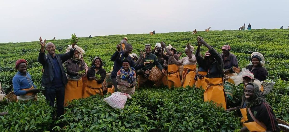 Cooperation_RW's tweet photo. 🇬🇳 🇷🇼 La délégation du ministère de l’Environnement et du Développement Durable de la République de Guinée, accompagnée des experts de Rio Tinto, a achevé avec succès sa mission d'étude axée sur la gestion de la biodiversité et l'écotourisme.

Au terme de cet échange, enrichi par des visites de terrain au Parc National des Volcans et au Parc National de Nyungwe, les délégués repartent avec des modèles pratiques de conservation des écosystèmes, de gestion durable des parcs nationaux et de compensation de la biodiversité intégrés au développement communautaire. 

Ces immersions offrent des perspectives concrètes pour renforcer la protection de l'environnement et valoriser le patrimoine naturel en Guinée.

#RwandaWorks
#RwandaIsOpen
