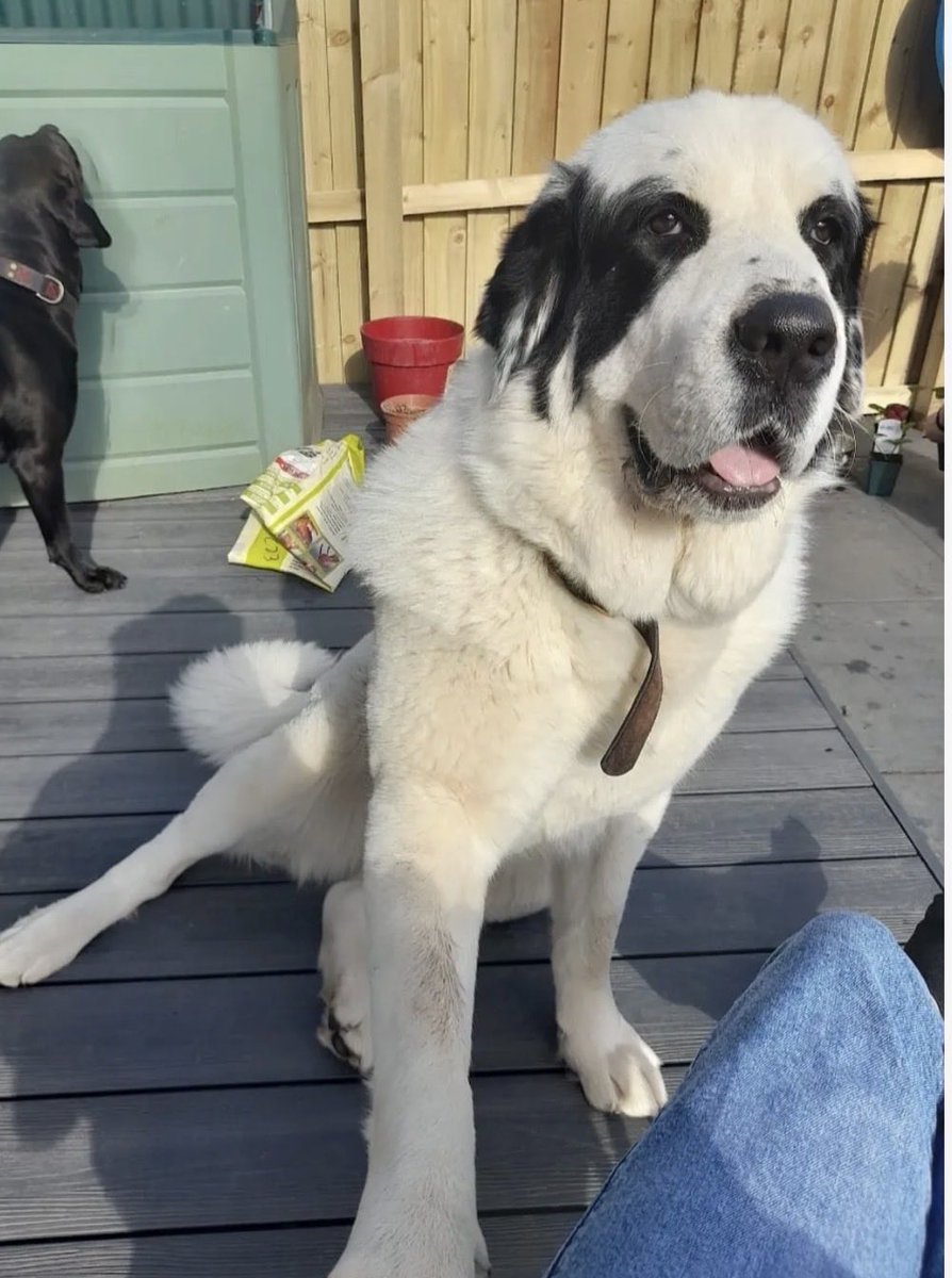 H2RScotland's tweet photo. 3 dogs waiting on new homes just now on our website 🐾 

All there details are here https://t.co/mIohB3bGRY 

If you can’t offer a home, how about a share to give them a chance? https://t.co/HGbOil6MIy