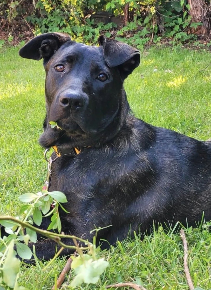 H2RScotland's tweet photo. 3 dogs waiting on new homes just now on our website 🐾 

All there details are here https://t.co/mIohB3bGRY 

If you can’t offer a home, how about a share to give them a chance? https://t.co/HGbOil6MIy