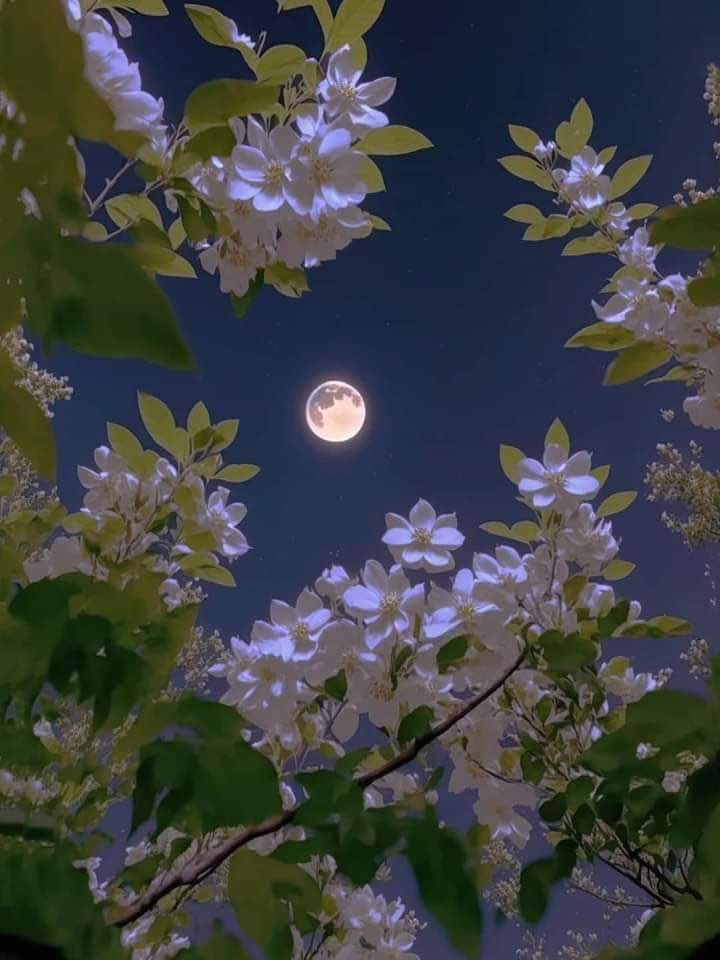 mira_beant's tweet photo. moon lover https://t.co/69chqHKMlv