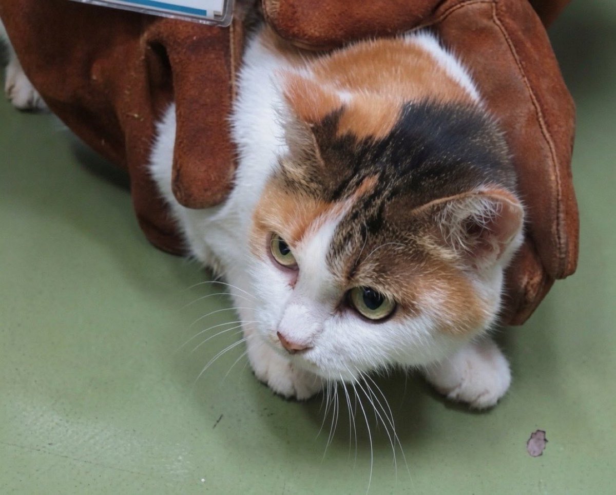 fukushiyamesagi's tweet photo. 🆘緊急🆘#収容猫
🆘#傷病収容🚑負傷🚨
🆘⚠️掲載期限超過⚠️
7/29(水)千葉県市川市鬼高
♀ハチワレ三毛
📲東葛飾支所🙇🏻‍♂️
迷い猫迷子保護ネコねこメス白ミケシロミケ船橋松戸西駅下総中山本八幡京成東鬼越菅野かいざん二九八家ニッケコルトンプラザ文化会館の藪知らず八幡宮ヤマザキ蒙古タンメン中本 #福麺

🚨掲載期限が超過しています‼️

🚨「負傷」🚑「メス」「中型」「耳カット無」「首輪無」「マイクロチップ無」とされる、ハチワレの三毛猫が収容されています‼
🚨️飼い主様、関係者様は大至急お迎えをお願いいたします🙏🏻
🚨収容猫にお心当たりのある方は大至急、東葛飾支所迄ご連絡をお願いいたします📲🙇🏻‍♂️

◎公示には「雑種・三毛*・メス**　中型・成猫・負傷***　耳カット無・首輪無****　マイクロチップ無」と記載されています🐈

＊公示掲載画像の動物は、撮影・再生条件、被毛・皮膚の濡れ・汚れ、或いは傷病等により色合いや印象が逸走当時とは違って見える場合があります。また毛色・毛柄等の認識・表現は個人の感覚等により異なる為、収容中の猫が公示記載毛色の「三毛」としてではなく、ミケ、白三毛、シロミケ、ハチワレミケ等として捜索されている可能性もあります。画像では見えない部分の柄、尾の形状等含め収容猫個体特有の特徴は東葛飾支所迄お問い合わせください(※迷子動物をお探しの方は直接東葛飾支所へ出向かれてのご確認が確実です。) 📲🙏🏻

＊＊収容動物は長毛、傷病、或いは興奮等により、収容動物の性別の確認が困難な場合があり、公示記載の性別が後日訂正される可能性もあります。詳細な情報は東葛飾支所迄お問い合わせください📲🙇🏻‍♂️

＊＊＊収容時の傷病の状態、収容後の処置・治療、現在の容体等、収容状況の詳細は東葛飾支所迄お問い合わせください📲🙏🏻

＊＊＊＊首輪・ハーネス等は放浪中に外れた可能性もあり、跡が残っている場合もあります。詳細は東葛飾支所迄お問い合わせください📲🙇🏻‍♂️

◎迷子動物は市区町村境・都県境等を越境して収容される場合もあります。

◎公示に記載がなく、掲載画像からも不明な収容動物の特徴等については東葛飾支所迄お問い合わせください📲🙏🏻

◎『さくらカット』等と呼ばれる避妊・去勢済みを表す「耳カット」は、メスは左、オスは右が一般的ですが、全ての個体にこの例が当てはまるとは限りません。また事故やケンカ等による耳の裂け、破れ等が「耳カット」状に見える場合もあります。

◎各センター・保健所等ではDNA検査による鑑定は実施していないと考えられますので、公示記載の犬種・猫種等は推定であり目安とお考えください🙇🏻‍♂️

◎収容動物は長期放浪等の影響による容姿の変化、或いは首輪等の脱落、色柄・形状等の経年劣化、放浪中の他者による装着等の可能性があります。公示に掲載画像がある場合でも、撮影・再生条件、被毛・皮膚の濡れ・汚れ・傷病等により動物の目の色や毛柄等の特徴、或いは経年劣化等により首輪等の色柄・形状等が逸走当時とは違って見える可能性があります。またリンクのミス等により掲載画像に別の個体や装着品が表示されるケースも稀に見られます。公示記載情報、或いは掲載画像からの印象と、動物の逸走当時の容姿、装着品との多少の差異に拘らず東葛飾支所でのご確認をお願いいたします🙏🏻

お問い合わせ
所属課室：健康福祉部動物愛護センタ−東葛飾支所
電話番号：04-7191-0050
ファックス番号：04-7193-2387
📩https://t.co/EcYuHkZF3z

個人等で保護している動物情報(千葉県※千葉市、柏市、船橋市を除く)
⏩https://t.co/Pe6hAQzoys

収容猫情報  千葉県動物愛護センター東葛飾支所
⏩https://t.co/NtLpq1qgji

【管理番号】260729-1-1