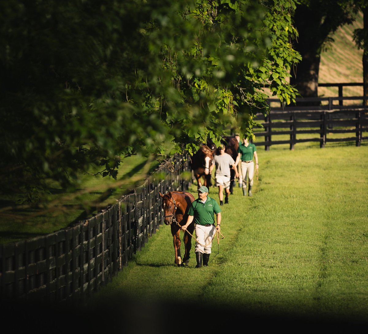 LanesEndFarms's tweet photo. Yearling prep is in full swing #horseracing #farmlife #lefarm #lesales https://t.co/FpM1w4nolM