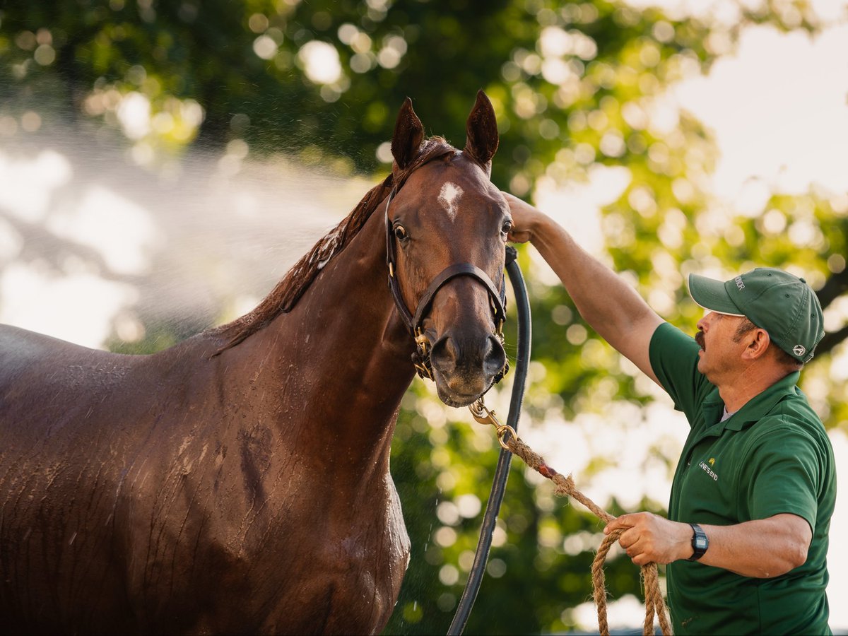 LanesEndFarms's tweet photo. Yearling prep is in full swing #horseracing #farmlife #lefarm #lesales https://t.co/FpM1w4nolM