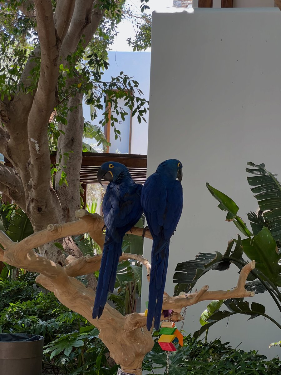 Caroline_9210's tweet photo. Photo buffet 🦜 https://t.co/oQo9VWJMmh