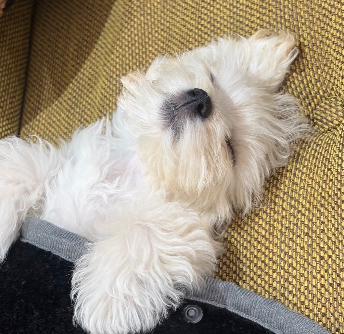 winginggggg's tweet photo. 뽀뇨..아니 민ㅈ 아니 뽀뇨야 https://t.co/szzUSMkwbi