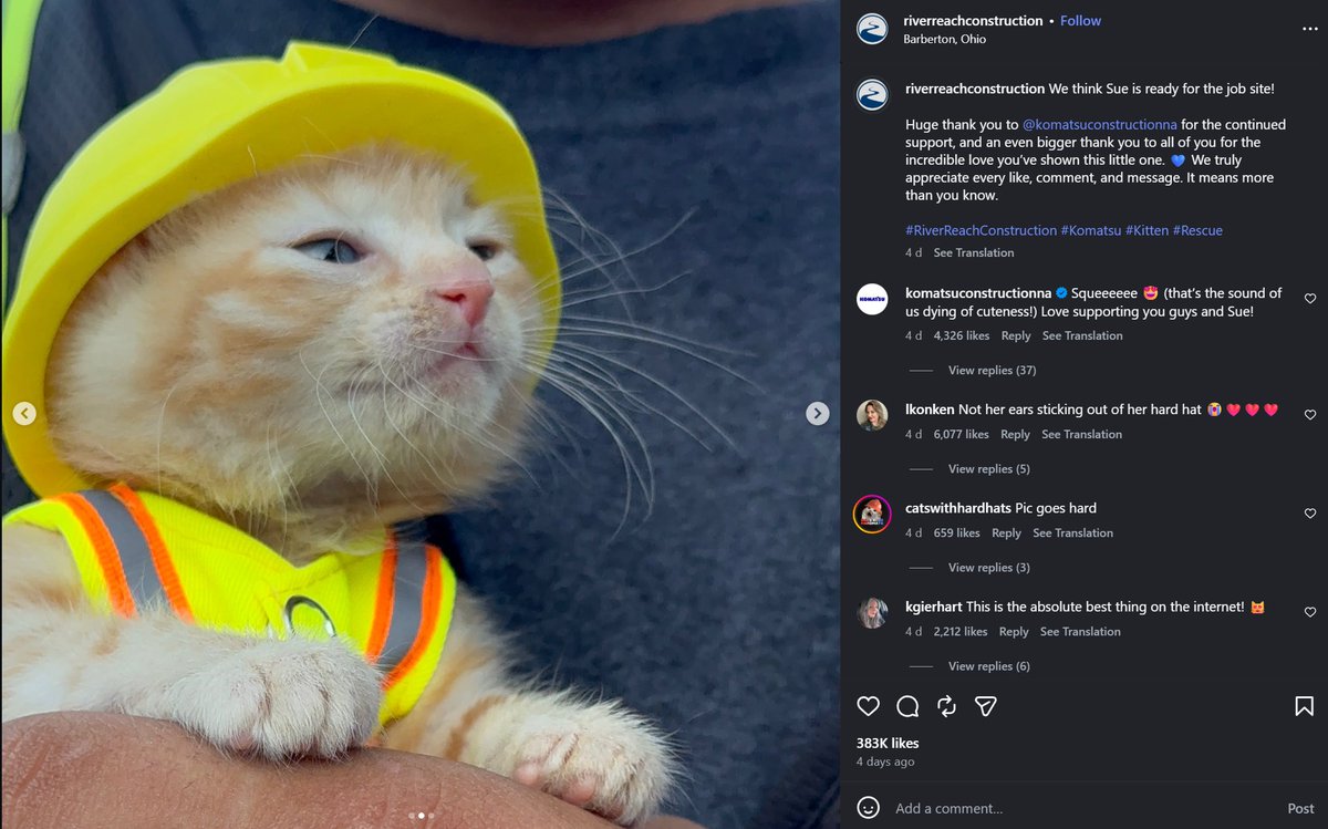 SUEwithHat's tweet photo. Guys, just take a step back for a second.

We're only 40 holders, but look at the narrative we have... 🐱🪖🦺

A real cat, a real story, a construction helmet, a safety vest... this is honestly one of the easiest memes to understand.

All we need is a little push.

Let's shill, comment and spread $SUE everywhere. More volume = more eyes and once people see the narrative, they won't need much convincing.

Helmet stays ON !!