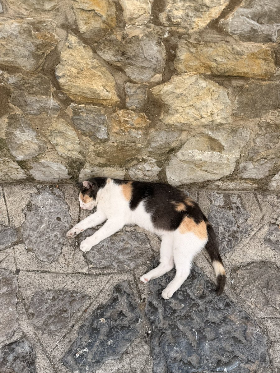grayseh's tweet photo. Cats 💤 

📍 Ravello, Italy https://t.co/dsrW94uzlA