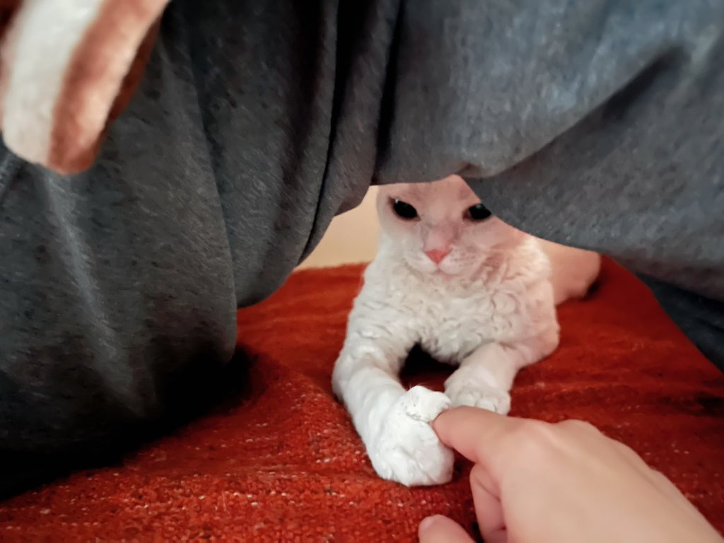 yol11492302's tweet photo. Shaun's paws said 'no work' to my wife this morning. 🐱✋🚫#NoWorkToday #PawPower https://t.co/wQAqbfXMnf
