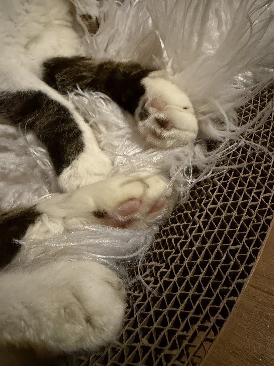 dj_gori's tweet photo. 空から見てて寂しくなったら、小さな白サバ猫をいつでも空から派遣してくれても大丈夫だからね　笑

とっても寂しいしかなしいけど…
最期ドン君も頑張ったから
残された家族3人と2ニャンで頑張って乗り切っていくよ！！

今まで家族でいてくれて本当にありがとう。

最高のイケメン
ドン君へ https://t.co/qPzxXxri1q