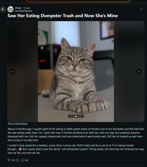 K1rajj's tweet photo. +33k upvotes in a day

the cat is literally hitting the Doge pose

is this not insane

https://t.co/7jnczg5h64 https://t.co/BkxipU4jdq