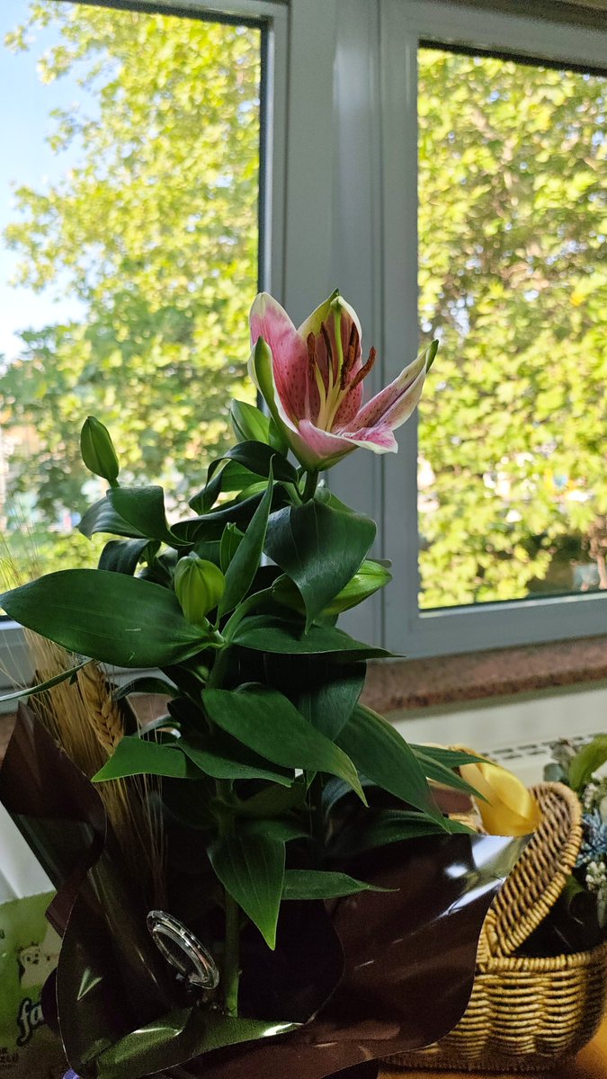 iyilikekii's tweet photo. lilyummmum oldu ilk kez napıcam https://t.co/giClTaaOZf
