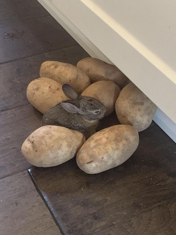 animalpopular9's tweet photo. https://t.co/uNHdu1R0k7
