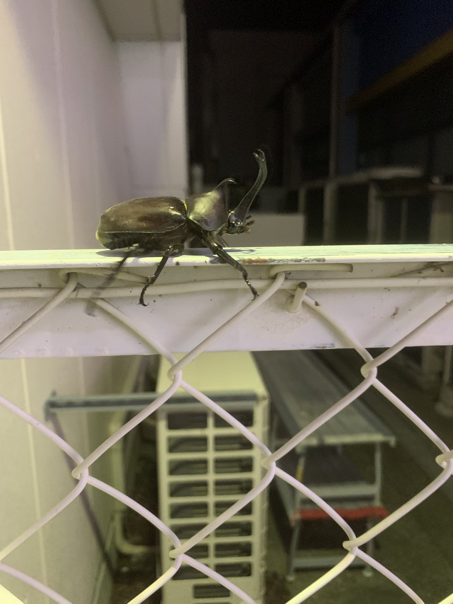 Tasseiiiii's tweet photo. カブトムシ https://t.co/SLKTEwTPyR