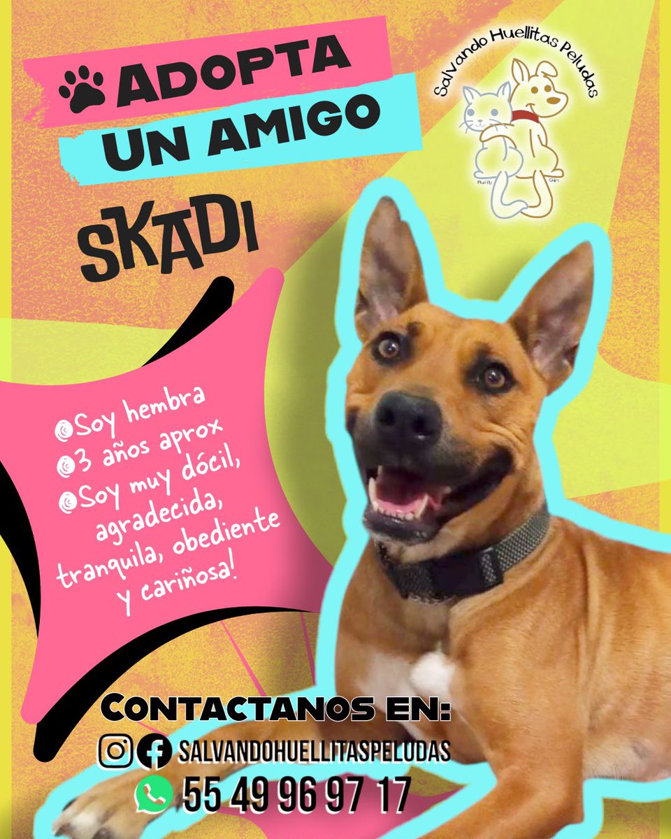 Farandula021's tweet photo. #Skadi es esta pequeña de 3 años, tranquila y cariñosa que busca un hogar para siempre 🐾✨ ¡Adopta y ayúdanos a llegar a más personas! 
Información: a través de #SalvandoHuellitasPeludas https://t.co/o7YmK1QqHS