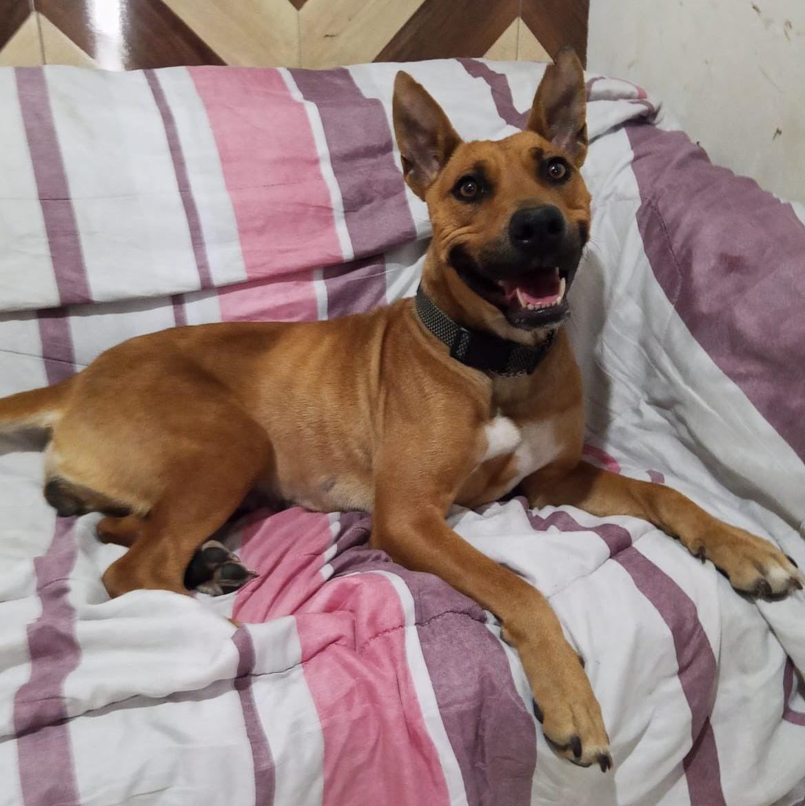 Farandula021's tweet photo. #Skadi es esta pequeña de 3 años, tranquila y cariñosa que busca un hogar para siempre 🐾✨ ¡Adopta y ayúdanos a llegar a más personas! 
Información: a través de #SalvandoHuellitasPeludas https://t.co/o7YmK1QqHS