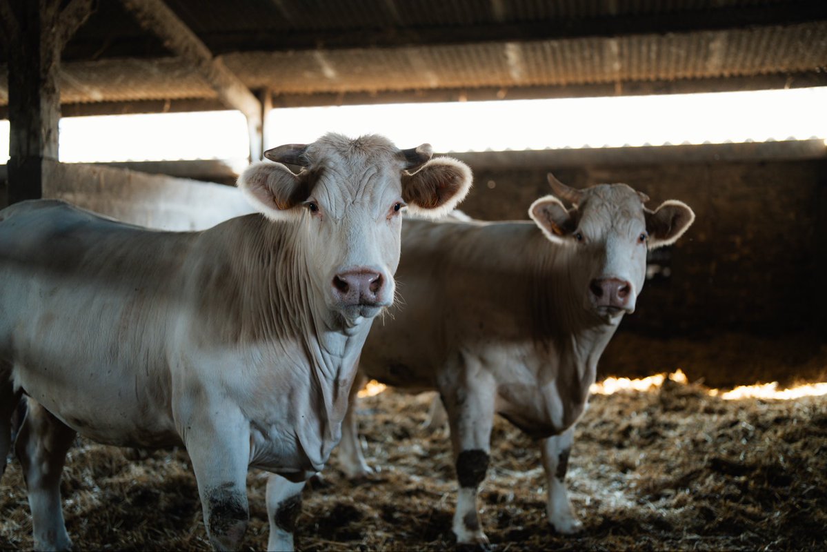 GabrielAttal's tweet photo. Avec nos agriculteurs en Vendée, confrontés à des installations illégales de gens du voyage sur leurs terres.

Ils sont de ceux qui ont le sentiment d’avoir tous les devoirs tandis que d’autres ont tous les droits.

C’est pour cette France du travail, qui ne connaît ni week-ends ni vacances que je souhaite me battre. Je propose que dans cette situation d’installation forcée, les expulsions puissent être prononcées en 48h maximum.