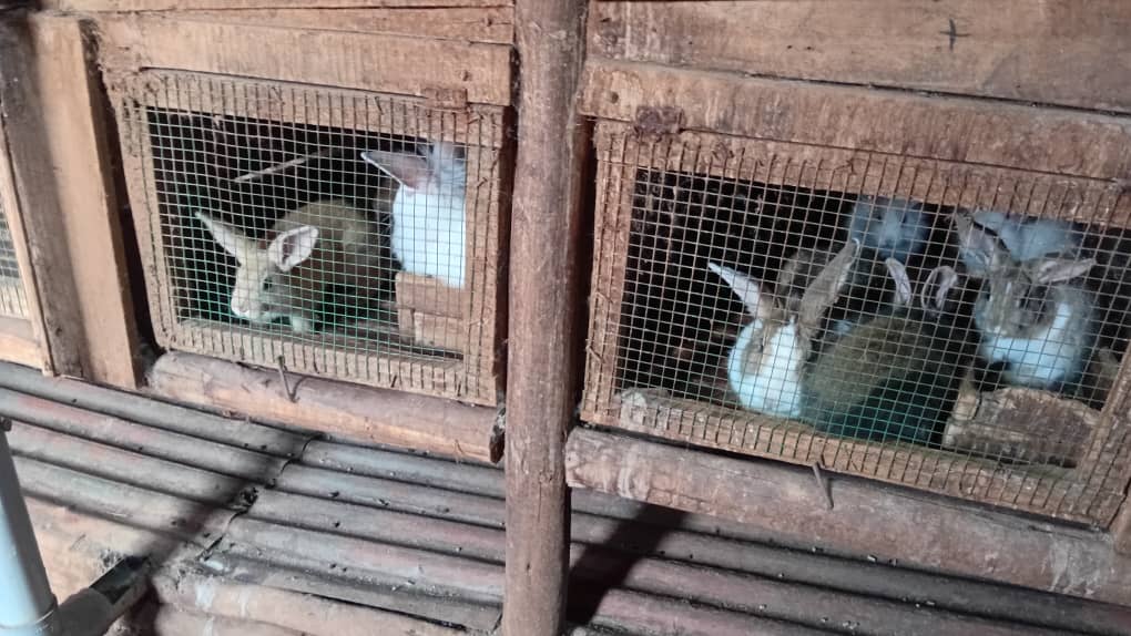 BoneshaFM's tweet photo. #Gitega : certains éleveurs de lapins maîtrisent encore mal les techniques d’élevage et l’alimentation. Selon l’éleveur modèle Eric Vyumvuhore, une mauvaise alimentation et le non-respect de l’hygiène causent des pertes. @BMineagrie @Gitega https://t.co/sATVqG2vwy