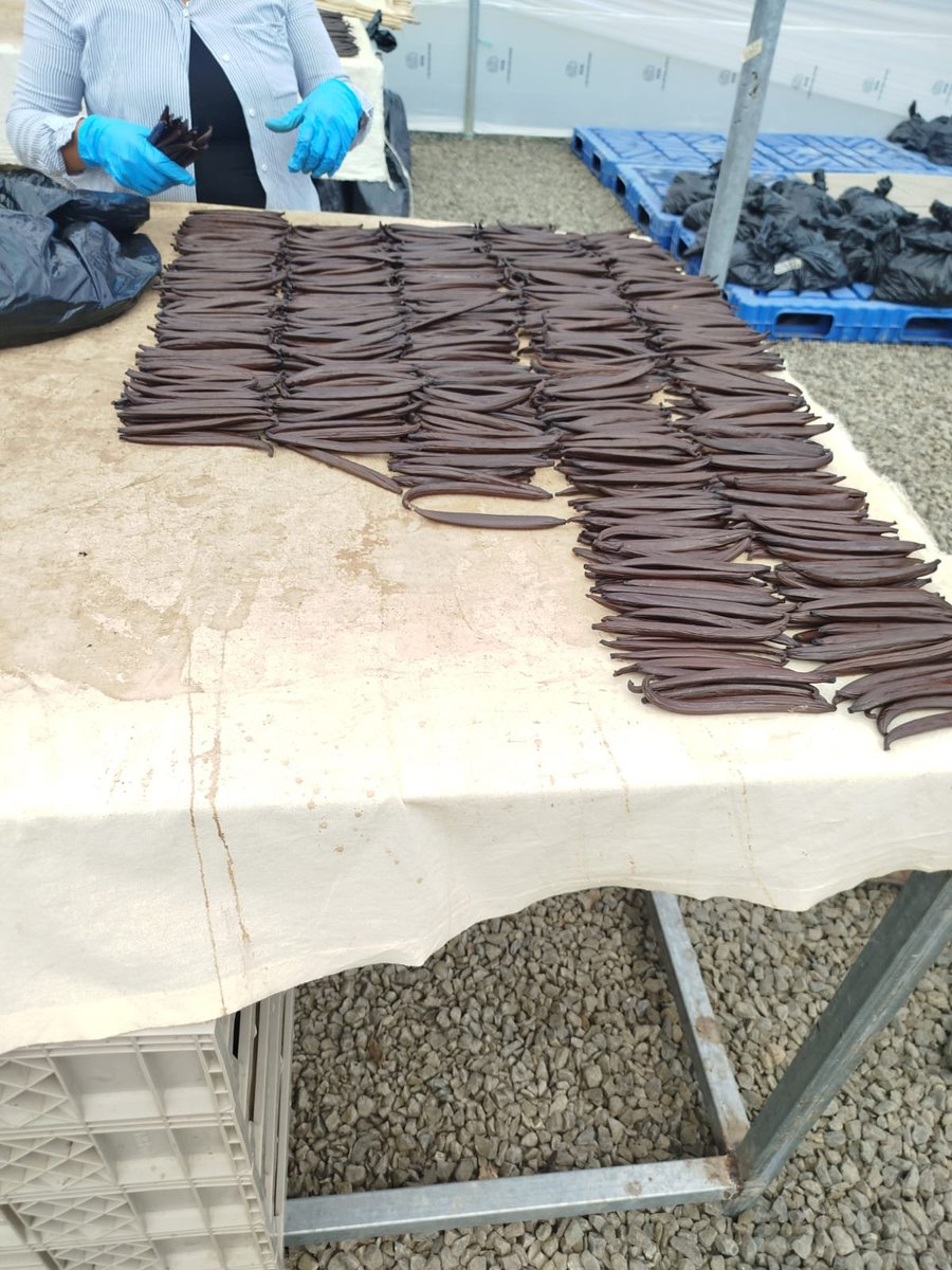 AgrocalidadZ4's tweet photo. 🌱 | #CertificamosCalidad

En #Manabí inspeccionamos un centro de acopio de procesamiento de vainilla para exportación, a fin de determinar la presencia de plagas, cantón Montecristi. 

#ProtegemosElAgroEcuatoriano 💪 https://t.co/2TfuJd8UNe