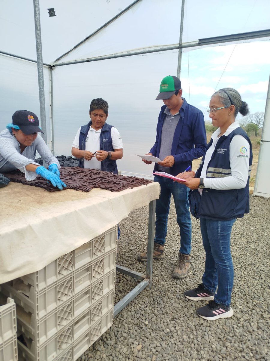 AgrocalidadZ4's tweet photo. 🌱 | #CertificamosCalidad

En #Manabí inspeccionamos un centro de acopio de procesamiento de vainilla para exportación, a fin de determinar la presencia de plagas, cantón Montecristi. 

#ProtegemosElAgroEcuatoriano 💪 https://t.co/2TfuJd8UNe