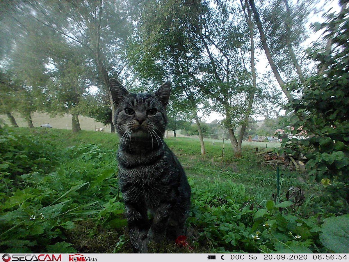 Trail_Cams's tweet photo. https://t.co/fw4nhqzz1y