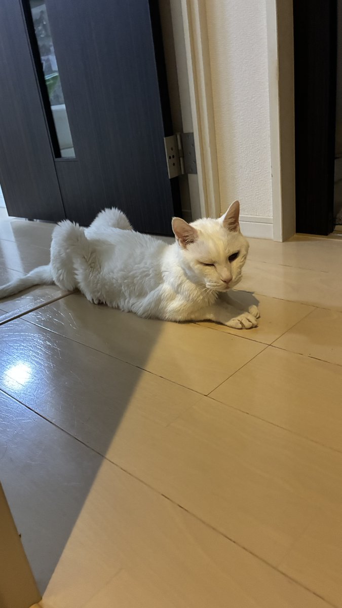 Missileshinchan's tweet photo. きょうのぷーちん https://t.co/0dmNJSxAMI