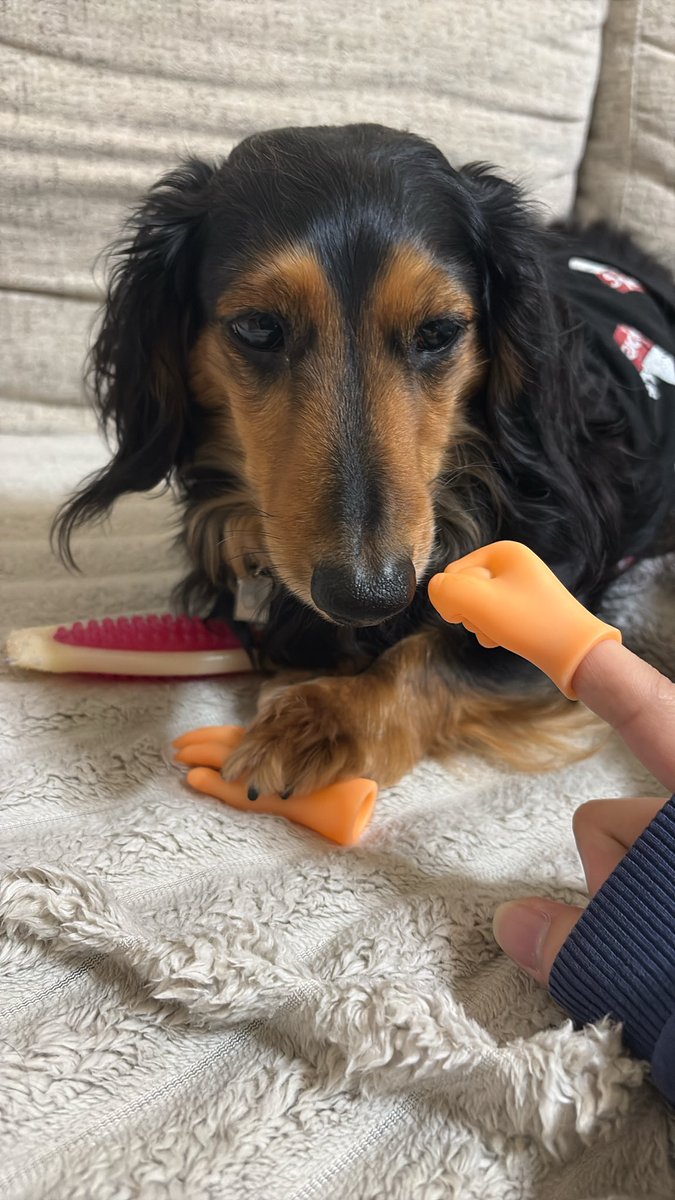 MUHOMURO's tweet photo. 実家犬とジャンケンしたかったんだ…！ https://t.co/NkuwJrFtKI