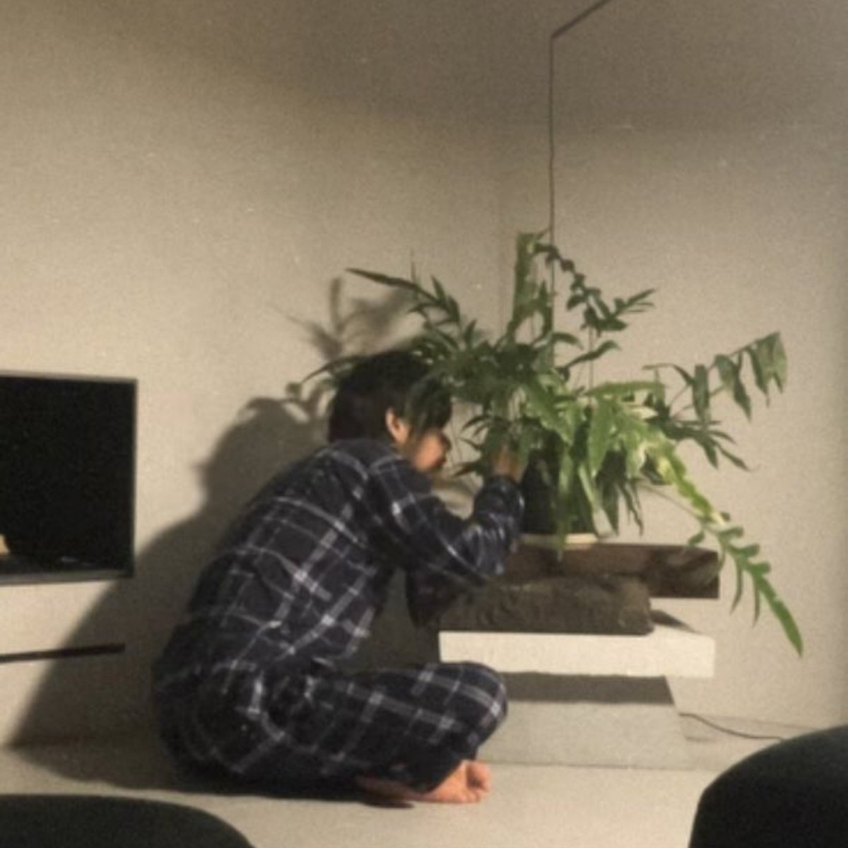 mydolltaetae's tweet photo. imiss kitty n his plants :( https://t.co/dsA7znktea