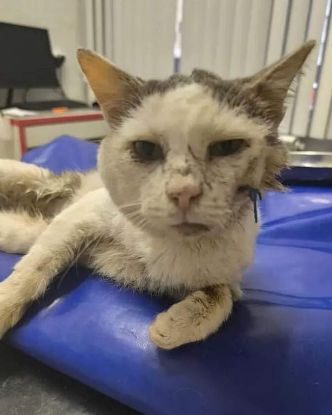 engindeg's tweet photo. A friend of mine found Sammy sick and alone on the street and has done everything he can to help him recover. 
Sammy still needs dental treatment to eat without pain, but the remaining vet bills are too much to cover alone. 
Any donation or repost would mean so much 🐾
