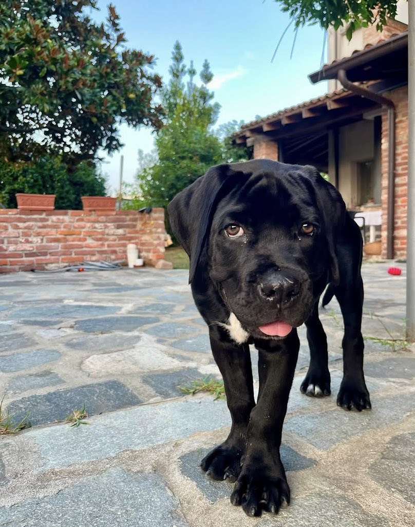 sheila_con_la_e's tweet photo. Vi presento Nilo❤️ https://t.co/S6KtyJDN4w
