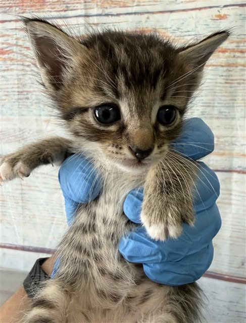 lordi1960's tweet photo. https://t.co/X184zdjHoT
❤️COMETT -- ID# A845882 male gray tabby & white Domestic Shorthair.

https://t.co/HdeVMMuMbc
❤️UNIVERSE -- ID# A845883  female gray tabby & white Domestic Shorthair.

Temperament: FRIENDLY 

The shelter staff think we are  about 8 weeks old.

we have been at the shelter since June 22, 2026.

we will be available for adoption or rescue on August 2, 2026.

we are currently at Devore Shelter in San Bernardino County, California.

If you would like to go down to the shelter to adopt this cat yourself,
please visit or call:

Devore Animal Shelter
19777 Shelter Way
Devore, CA 92407
Voice: (909) 386-9820 - press 2
