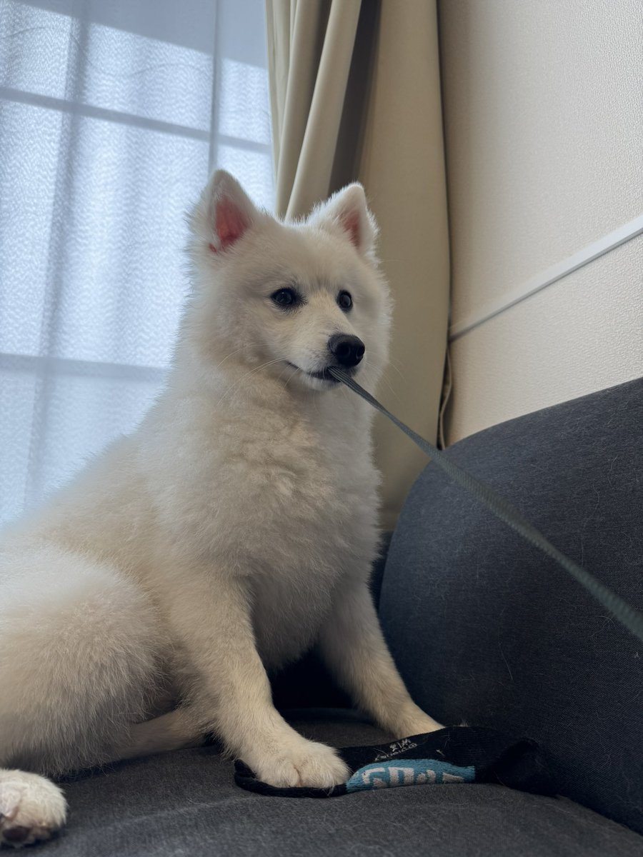macho_inazuma's tweet photo. みょーん https://t.co/Ye84FHKz2g