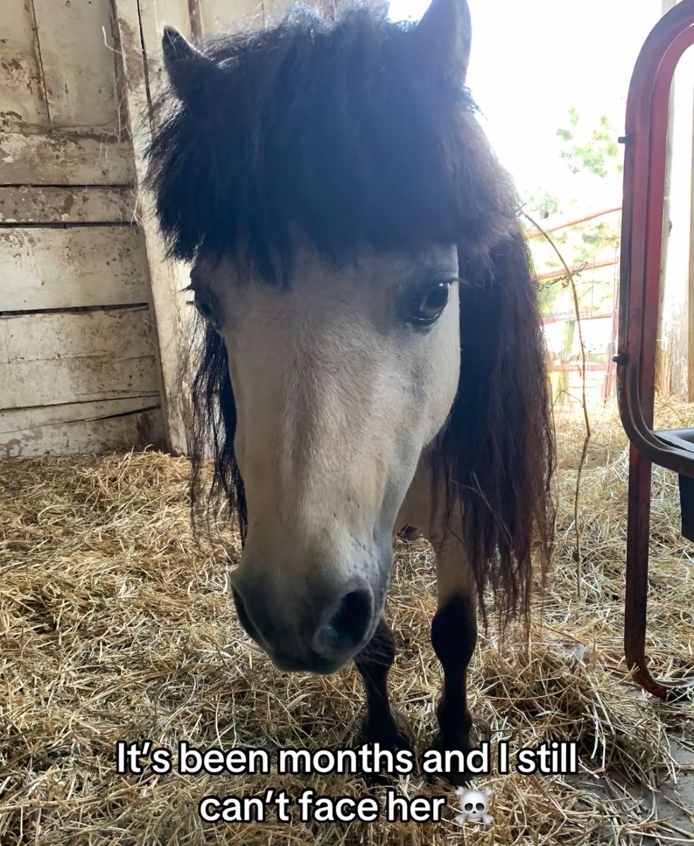 horseimage's tweet photo. https://t.co/hKcugR8LpW