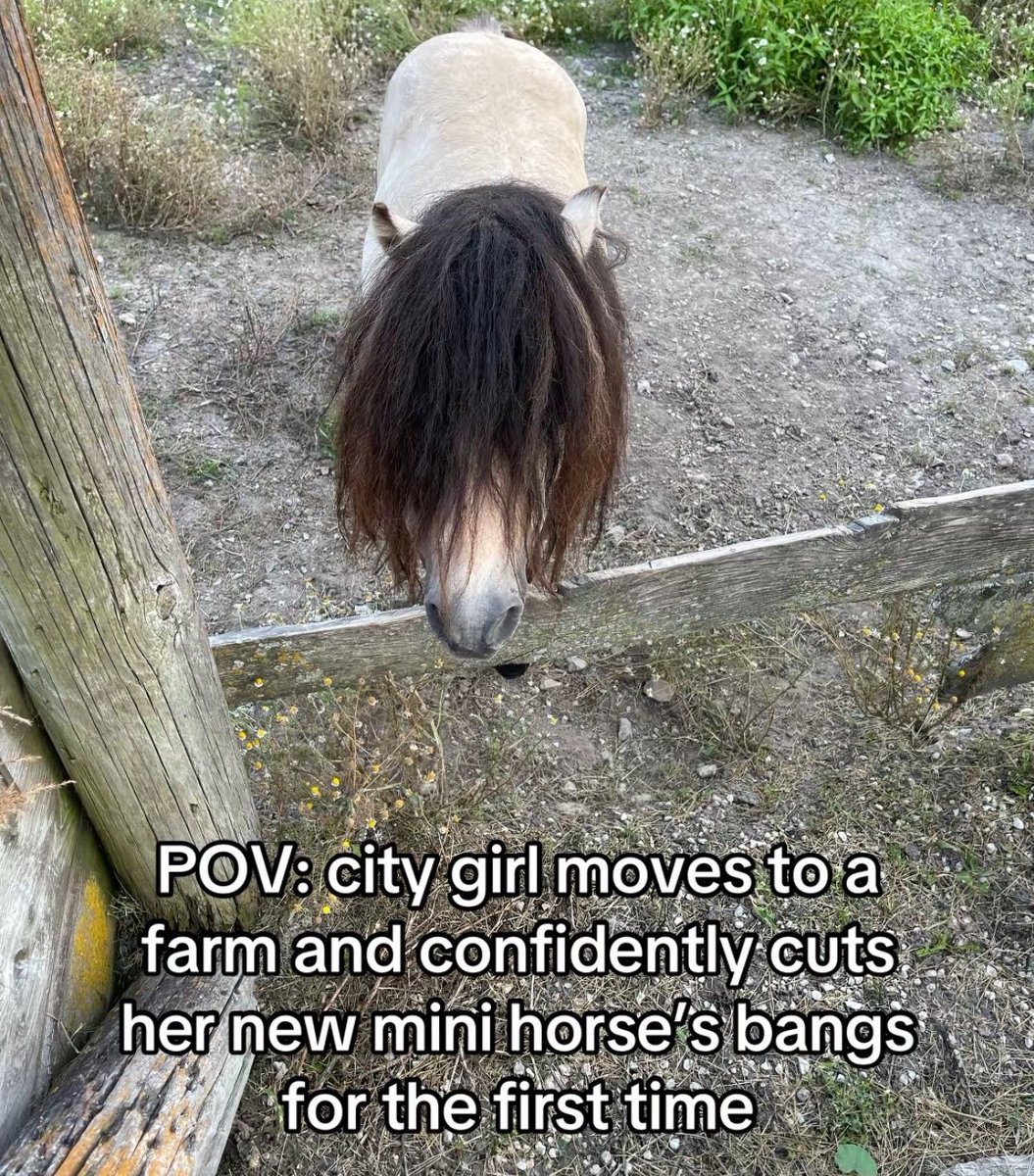 horseimage's tweet photo. https://t.co/hKcugR8LpW